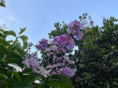 -阳台山森林公园
