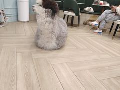 -安格丽娜·狗咖·猫咖羊驼咖(春熙路百盛商场店)