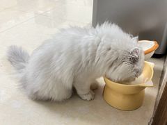 -宠颐生宠物医院外科·内科·皮肤科·影像科(石龙店)