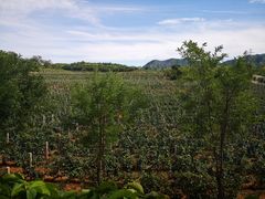 -北京张裕爱斐堡酒庄