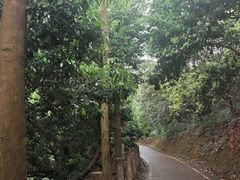 -东莞市大岭山森林公园