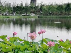 -西海子公园