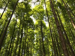-山王坪喀斯特国家生态公园
