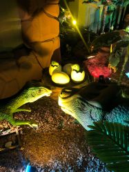 -恐龙探索乐园(磁器口店)