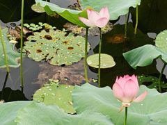-荔湾湖公园