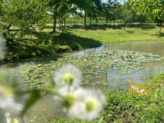 -花开海上生态园