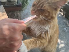 -喵屿·大理花园猫咖