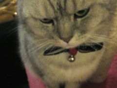 android_upload_pic-猫色咖啡·猫咖