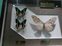 -上海昆虫博物馆