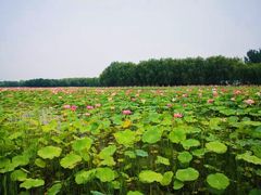-东郊湿地公园