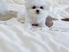 -萌宠之家·腊肠犬·马尔泰·小体犬舍