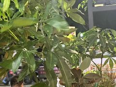 -木屋烧烤(白石洲店)