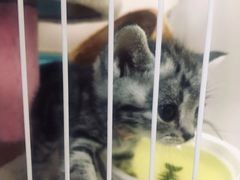 -鼓捣猫呢主题猫咖店