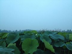 iphone_upload_pic-三圣花乡旅游区