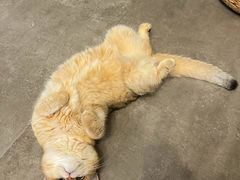 -翊宠yipet猫狗购宠庄园犬舍•猫舍