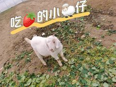 -喜杨洋草莓采摘园