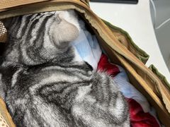 -中农国际动物医院24小时·猫科·骨科·急重症中心