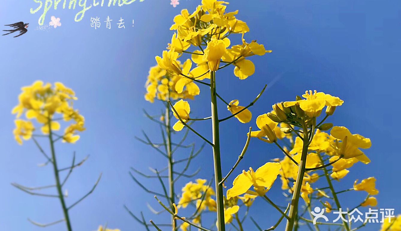 春日踏青,花紅柳綠