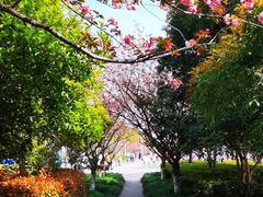 -高东镇樱花园