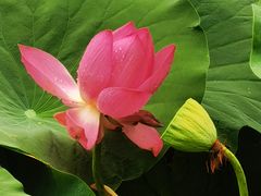 -莲花池公园