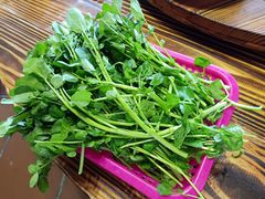 西洋菜-侠成水上农庄(工业大道店)