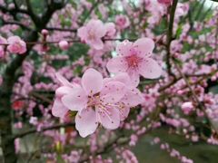 -南汇水蜜桃采摘(大团店)