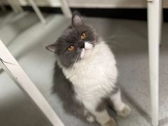 -我爱猫咪·猫咖·狗咖·安哥拉兔·羊驼咖(小寨华旗店)
