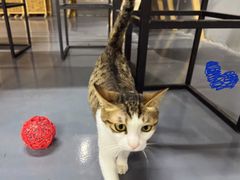 -蓝天射箭馆·专业射箭运动(诚丰广场店)