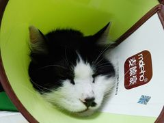 -美联众合动物医院(·中兽医·疑难杂症·严家桥分院)