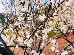 -昆山城市生态森林公园