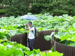 -陈家山荷花公园