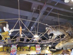 -卡通尼·Safari非洲探索乐园·生日会(金桥国际商业广场店)