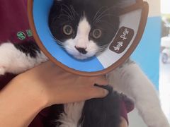 -瑞派福兴宠物医院犬猫全科·骨科·中西医结合(河东店)