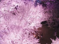-西北湖绿化广场