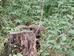 -秦岭终南山世界地质公园翠华山景区