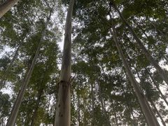 -桉树林A coffee 森林餐厅(三圣乡店)