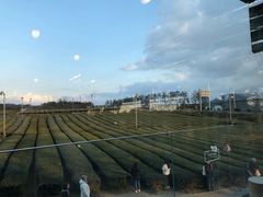 -雪绿茶博物馆