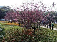 -南宁花花大世界景区
