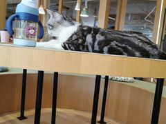 -CAT’S MEWSTAR CAFE·喵星球猫屋(晴湾咖啡店)