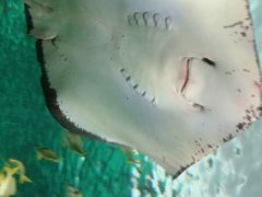 -瑞普利水族馆