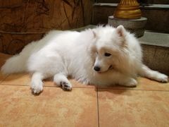 -more than meow吴止猫主题餐厅(承德 中船汇店)