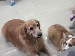 -汪说·狗咖(旺城大厦店)