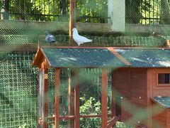 -中国扬子鳄村