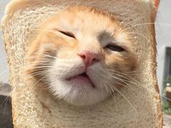 -自黑豆夫·臭豆腐夹馍(四海唐人街店)