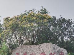 -西青郊野公园