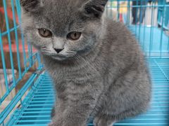 -清平路水族市场