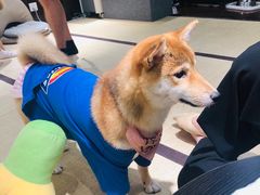 -逗柴咖啡屋·狗咖猫咖宠物桌游