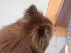 -瑞鹏宠物医院·宠保定点·心脏科·内科(御桥分院)