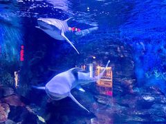 -烟台海昌鲸鲨海洋公园
