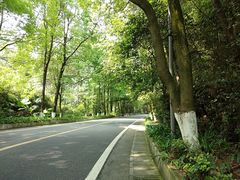 -铁山坪森林公园